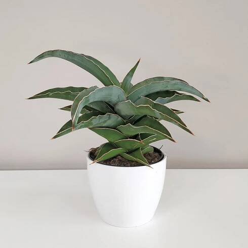 Sansevieria ehrenbergii ‘Samurai’