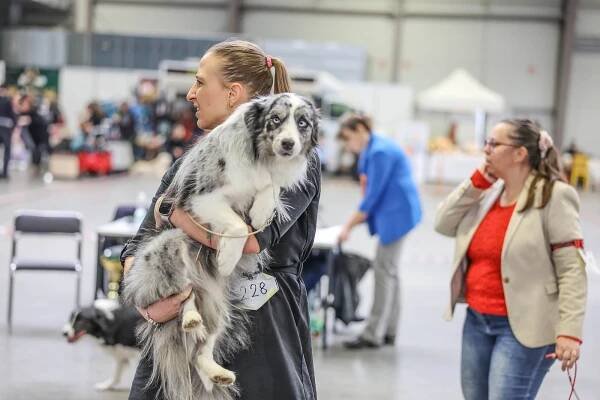 Psí krasavci soutěžili v Lysé nad Labem o tituly krajských šampionů