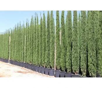 Cypřiš stálezelený - Cupressus Sempervirens - Totem EXTRA - výška 180/200cm Totem / 15lt