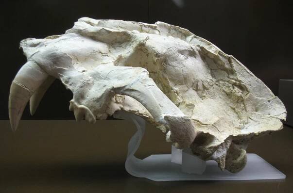 Machairodus