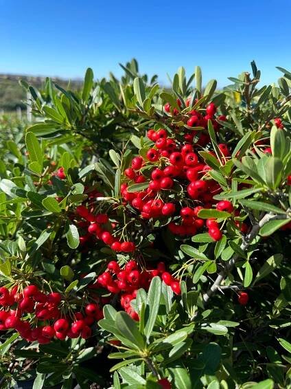 Pyracantha koidzumii 'Santa Cruz'