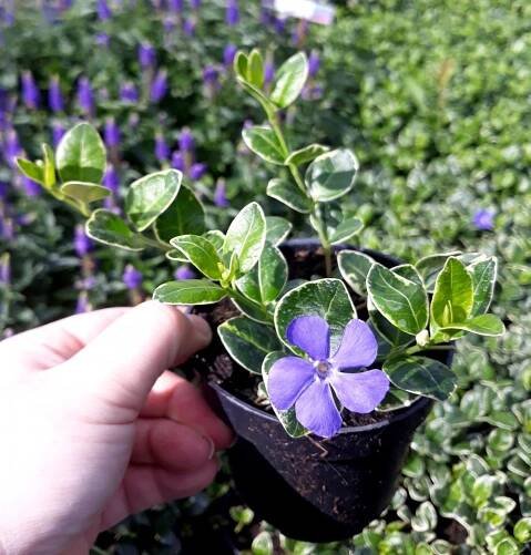 BARVÍNEK - VINCA MINOR RALPH SHUGERT