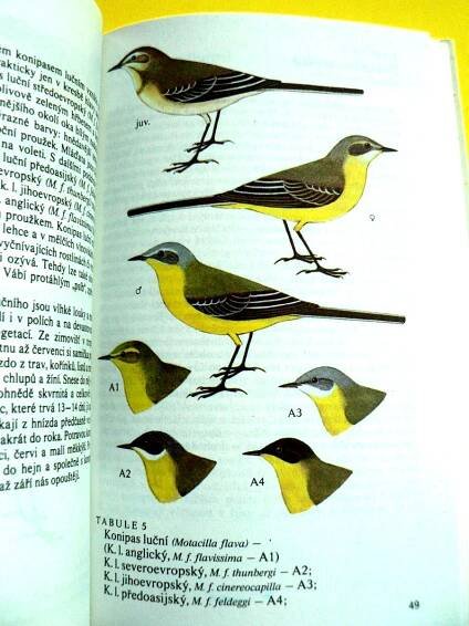 🐦 Naši pěvci Ptáci Brkoslav Konipas Brhlík Sýkora modřinka (1984) 🐦 | Aukro