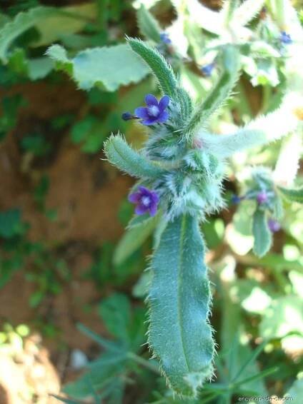 Hormuzakia - Hormuzakia aggregata