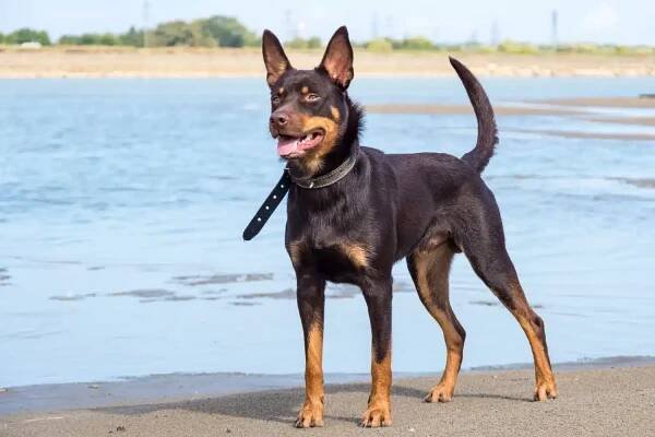 Australský chovatel kelpie
