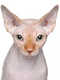 portrét kočky Sphynxna bílém pozadí