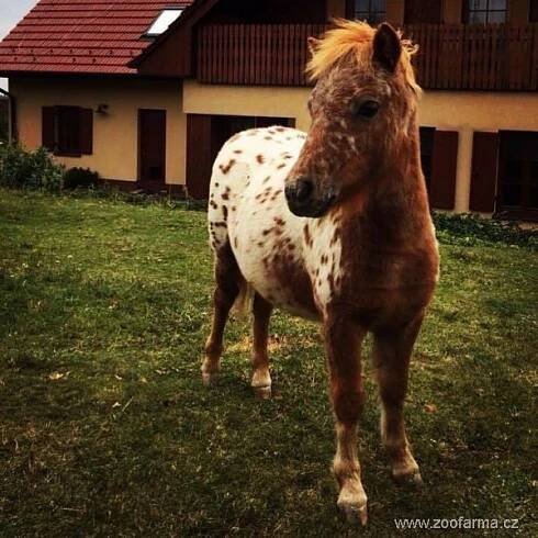 Miniappalossa Giovanna po 1971 Vilda a klisně Maud V. Alana (Maruška)