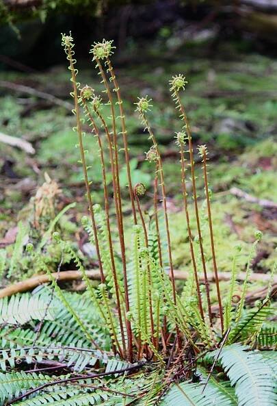 Can we learn from British Columbia’s attitude to wildlife? | Jack Wallington | Nature & Gardens