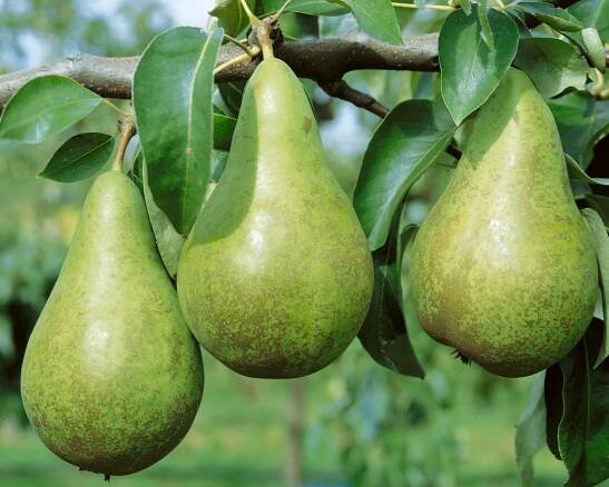 Pyrus communis ´Konference´ , Hrušeň podzimní, kdouloň