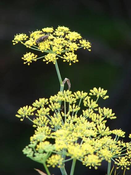 Obrázek - Foeniculum vulgare (fenykl obecný) | BioLib.cz