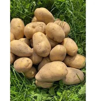 Brambory odrůdy Dali - varný typ B, min. 5 kg