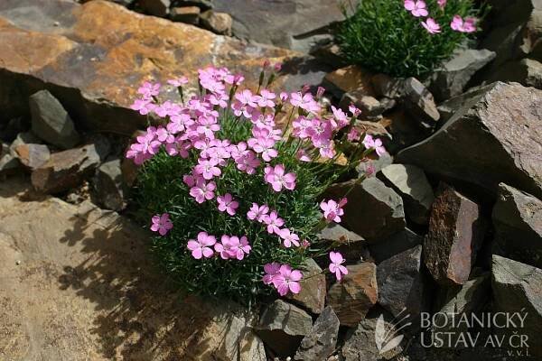 Dianthus microlepis - hvozdík bulharský | Lukáš Hrdinka | Autoři | iBotky.cz