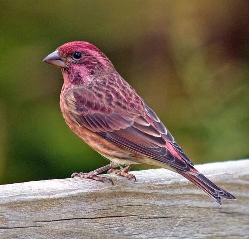 Purple Finch Facts, Behavior, Care as Pets, Pictures