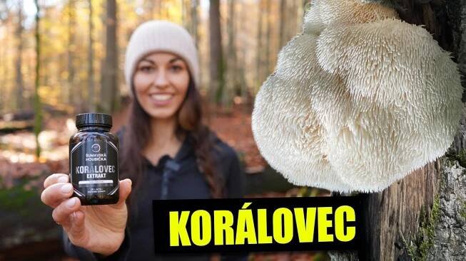 Korálovec - Houba proti demenci (kde hledat, léčivé účinky, užívání, recepty)