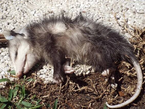 Why Some Animals Fake Death — and What it Means