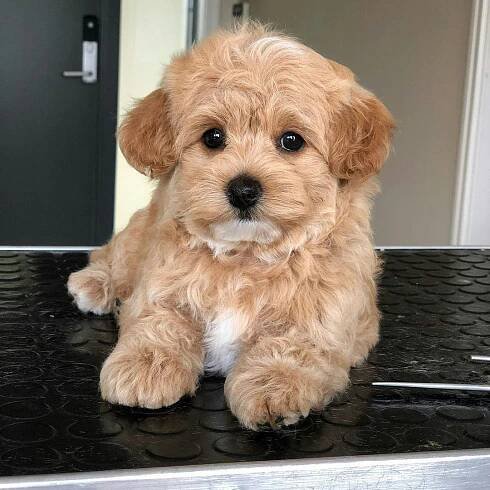 Jak rozumět Maltipoo mini nebo standard?
