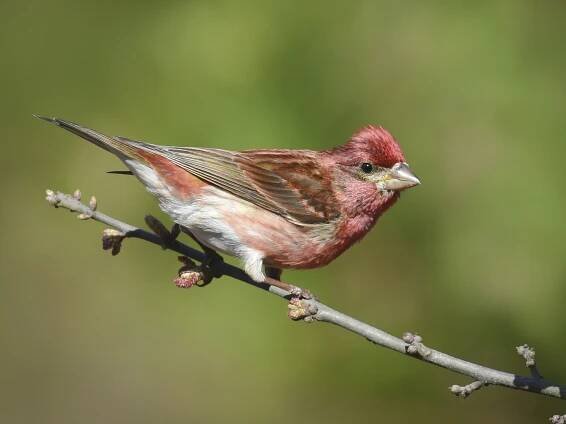 Purple Finch - Haemorhous purpureus - Birds of the World