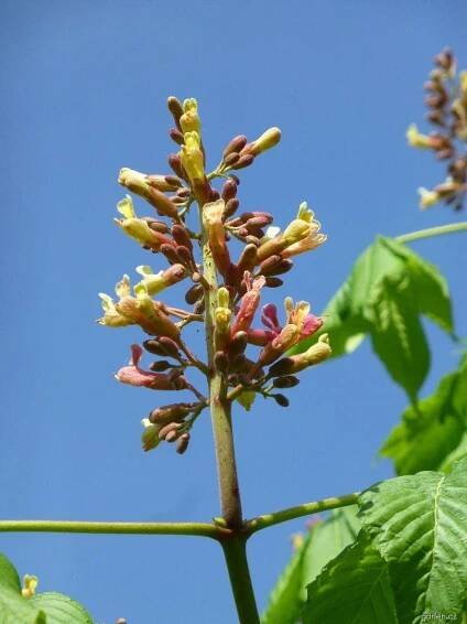 Jírovec Dupontův (Aesculus x dupontii var hessei), květy, květenství