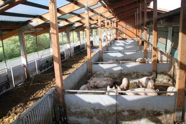 Hrozí omezení chovu prasat | Náš chov - vše o chovu hospodářských zvířat