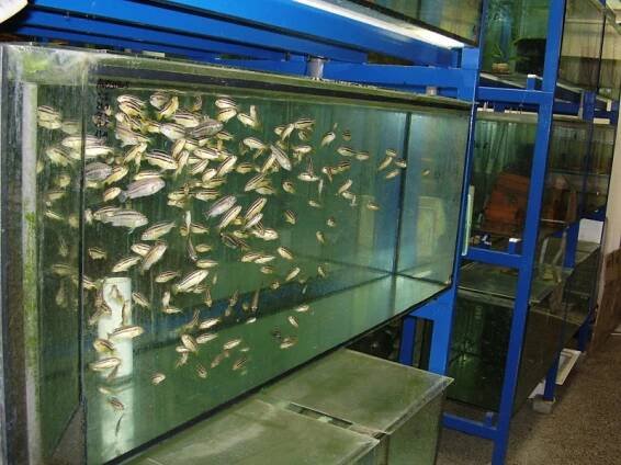 akvaristika