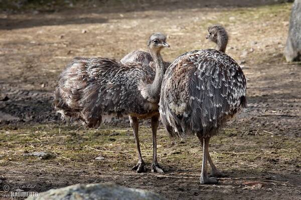 Nandu Darwinův | Naturfoto.cz