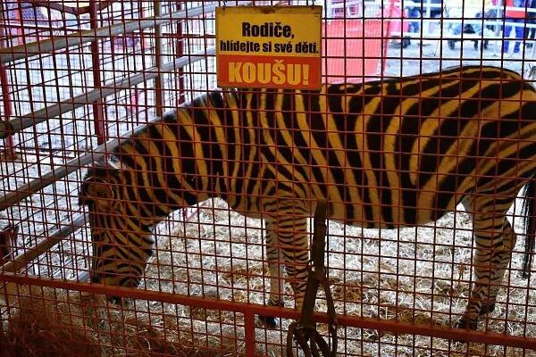 Cirkus Humberto udělal radost dětem z prostějovské Jistoty. 26. březen 2025