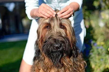 owner clipping her briard's long fur around eyes back