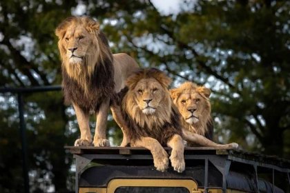 V belgické zoo lev zardousil lvici ze Dvora Králové, se kterou se měl pářit