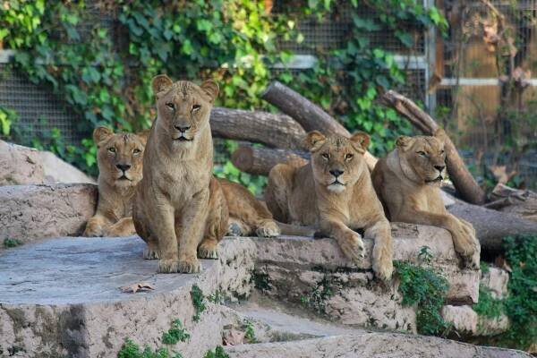 Vstupenky na Zoo Barcelona