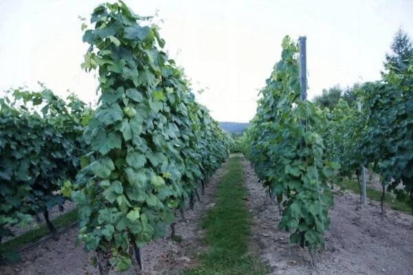 Sazenice vinné révy. SUPER víno a džusy Salome 1,1 m, letos ovoce Latinský název vitis vinifera