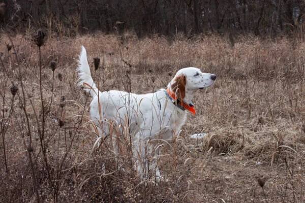 lovecký pes - pointer setter na hrotu - lovecký pes - stock snímky, obrázky a fotky