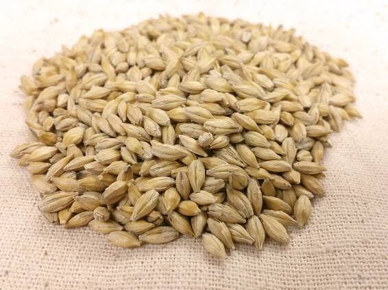 how-to-cook-barley