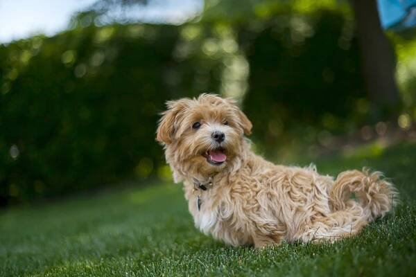 Maltipoo - nejdůležitější informace