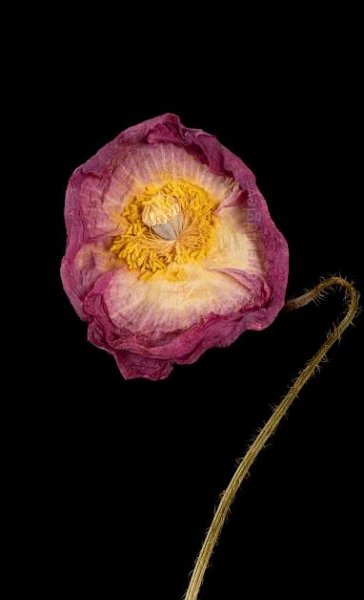 Poppies Dried - Botanical Hue