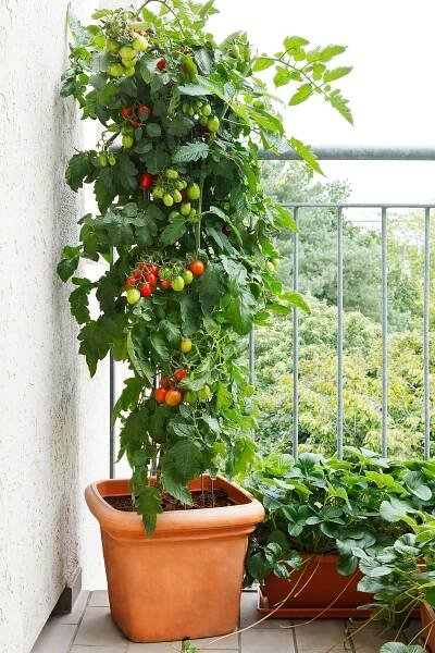 there is a potted plant on the balcony