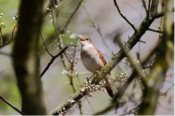 A Nightingale Pilgrimage - 3rd Space