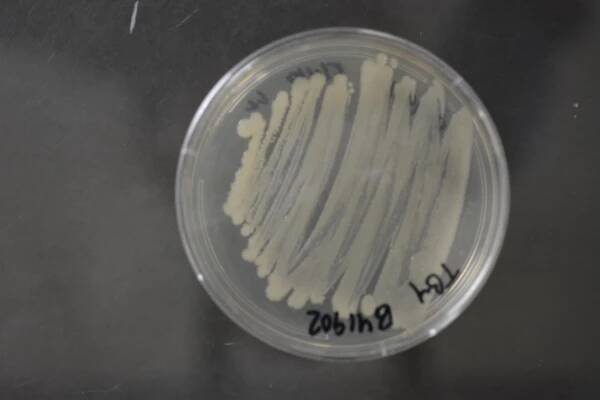 Acinetobacter lactucae