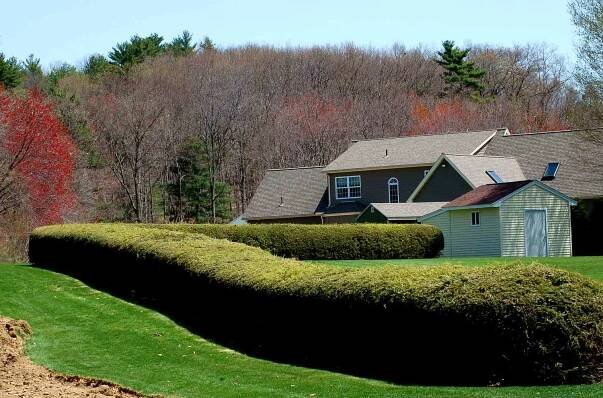 Picture of a hemlock hedge.
