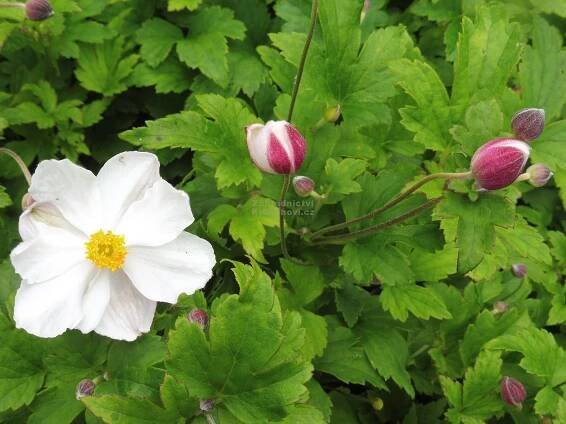 Anemone " Fantasy Elsa " ® - sasanka Zahradnictví Krulichovi - zahradnictví, květinářství, trvalky, skalničky, bylinky a