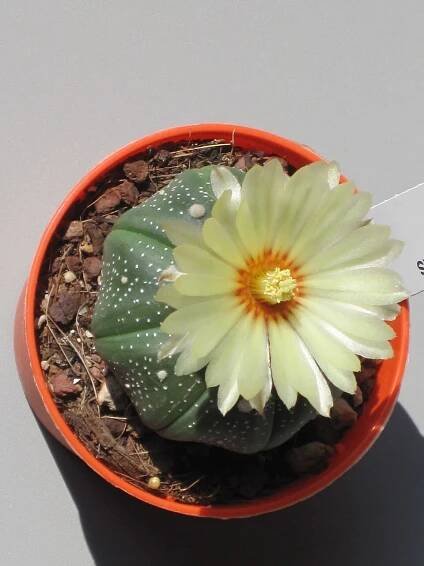 Soubor:Astrophytum asterias 16.JPG