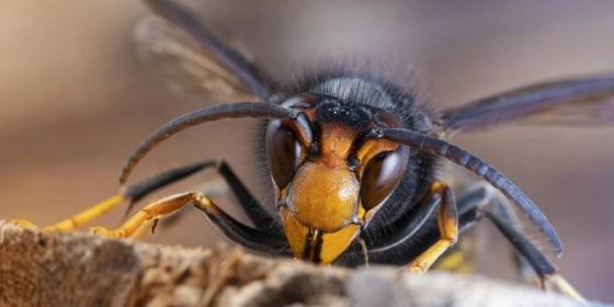 Sršeň asijská se usídlila v ČR: Zabíjí včely a je nebezpečná i pro člověka. Poznáte ji?