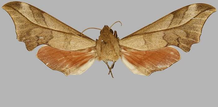 Phylloxiphia illustris