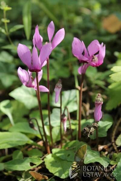 Cyclamen purpurascens - brambořík nachový | Fotogalerie | iBotky.cz