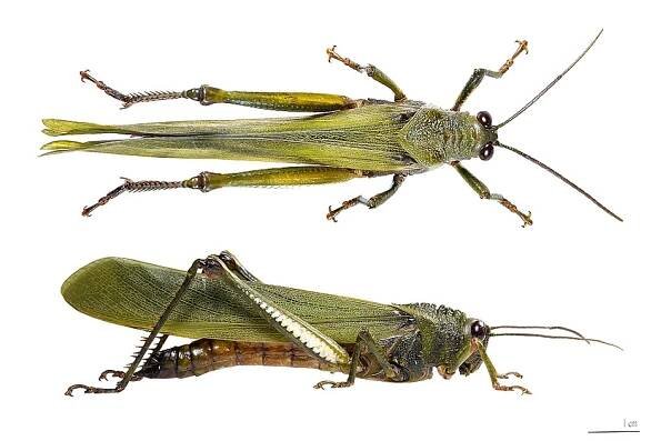 Titanacris albipes (Orthoptera).