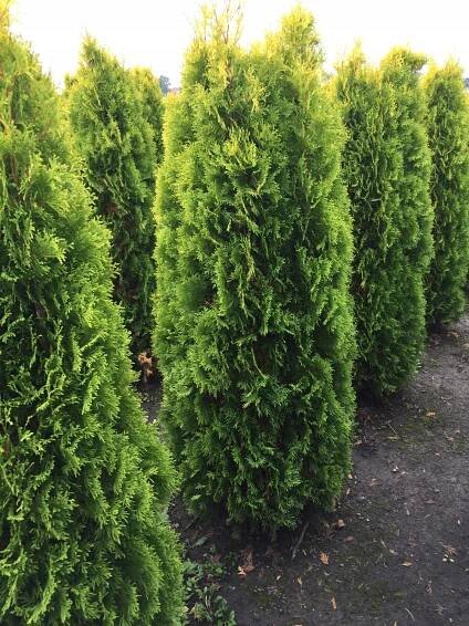 Thuje Smaragd Thuja smaragd 140-160 cm živý plot pro přepravu za 286.00CZK - Allegro