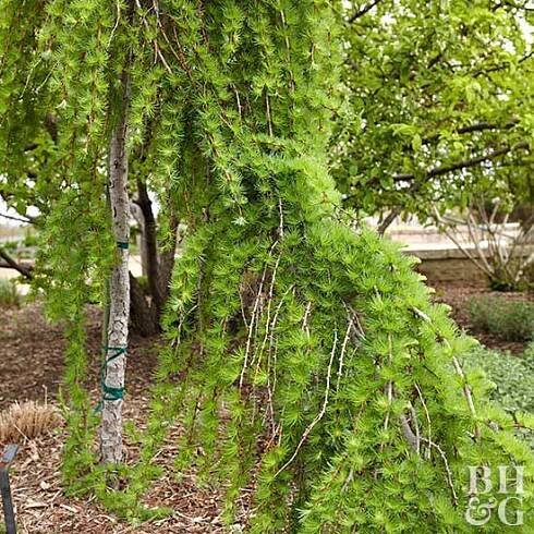 Weeping larch Larix decidua 'Pendula'