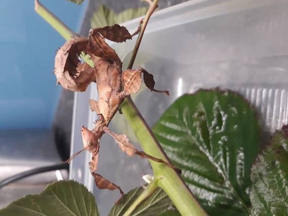 Soubor:Strašilka australská (Extatosoma tiaratum).jpg – Wikipedie