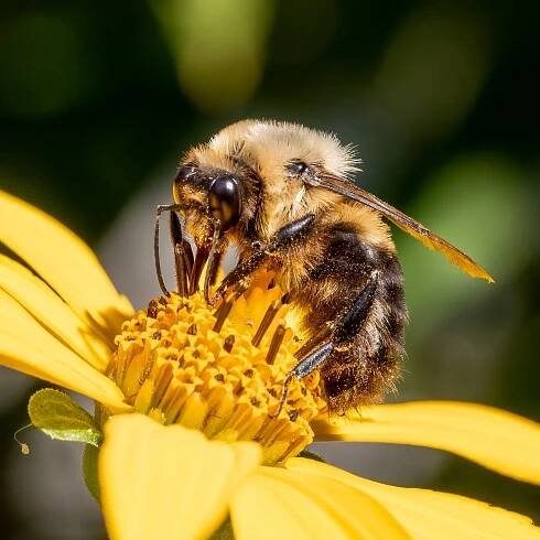 Hibernating Bumblebee Queens Can Survive Underwater for Up to a Week, Study Finds