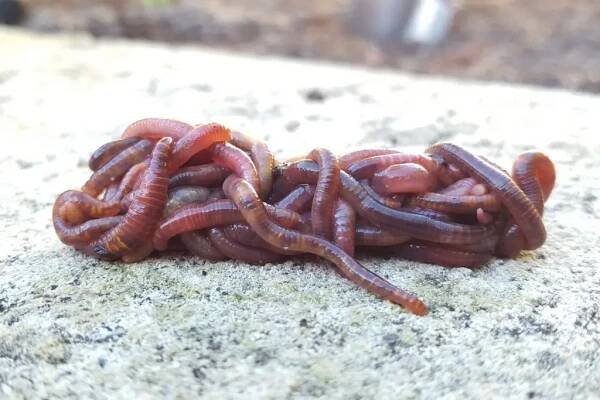Worm Composting: Everything You Need To Get Started – Yuzu Magazine