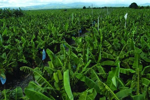 Health Benefits of Banana - Health Benefits
